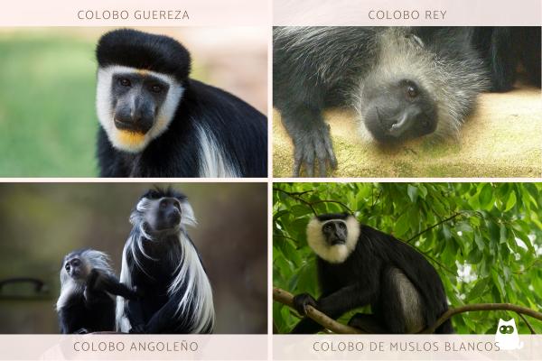 Monos africanos: tipos y características - Colobos blancos y negros (género Colobus)