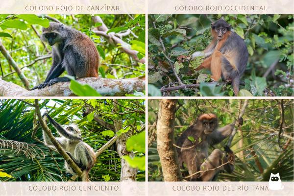 Monos africanos: tipos y características - Colobos rojos (género Piliocolobus)