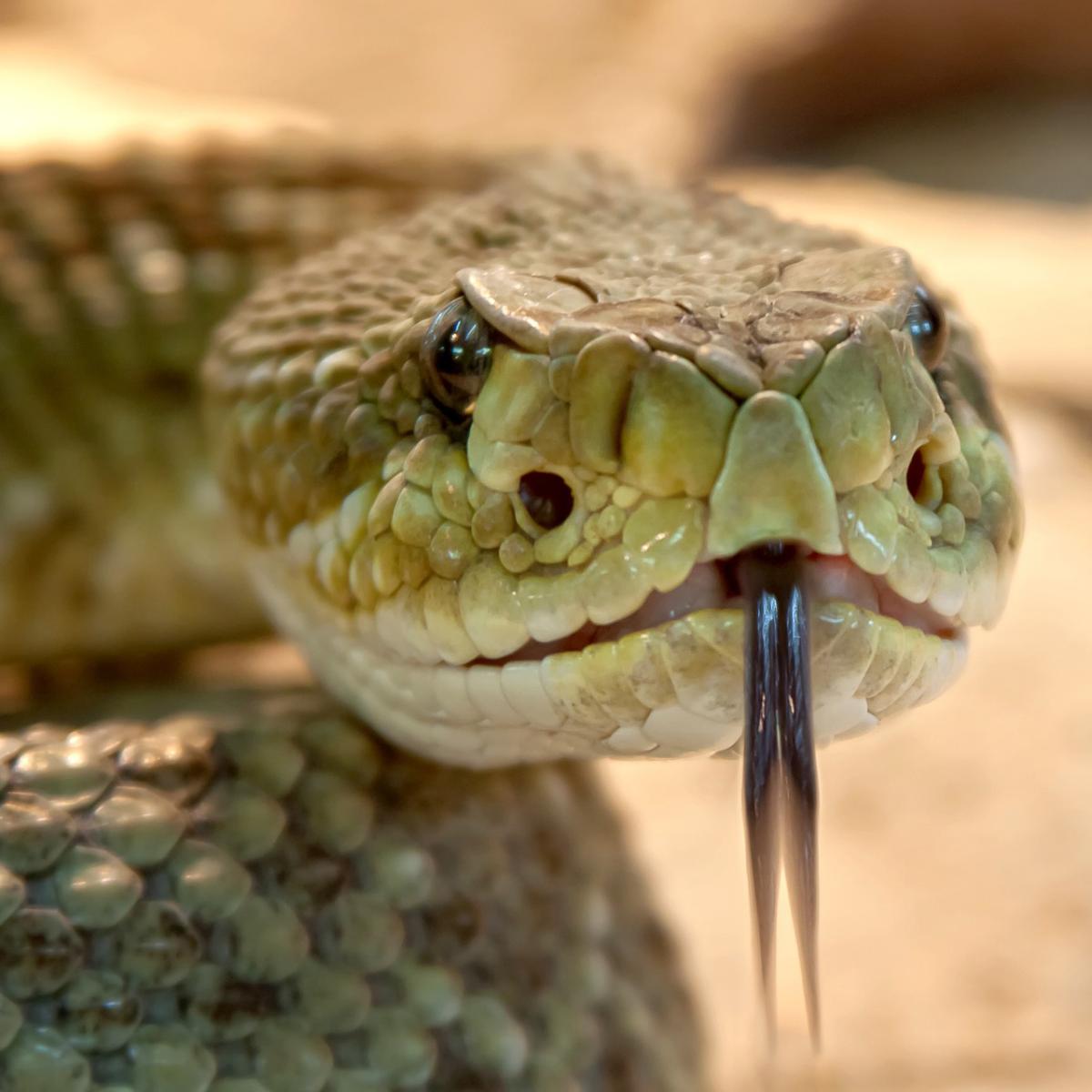 Las serpientes como mascotas