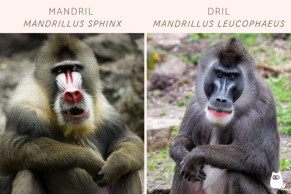 Monos africanos: tipos y características - Mandriles (género Mandrillus)