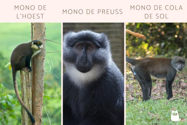 Monos africanos: tipos y características - Monos africanos del género Allochrocebus
