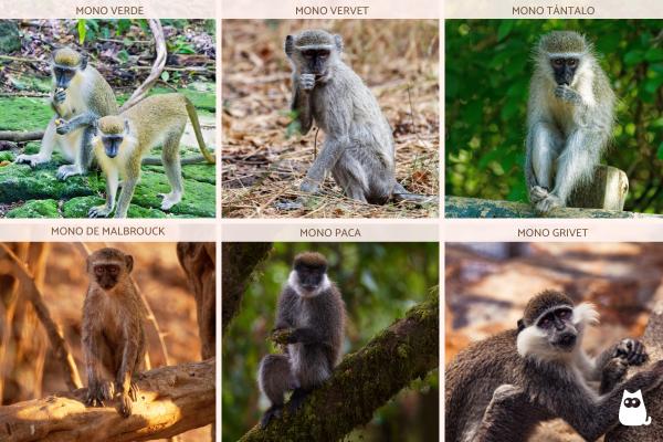 Monos africanos: tipos y características - Monos africanos del género Chlorocebus