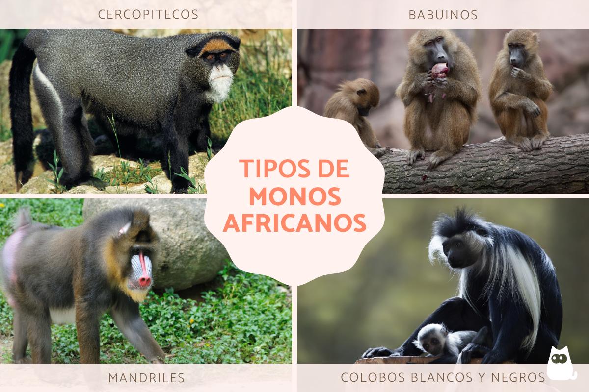 Monos africanos: tipos y características
