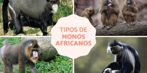 Monos africanos: tipos y características