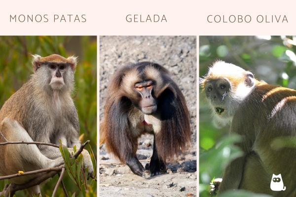 Monos africanos: tipos y características - Otros monos africanos