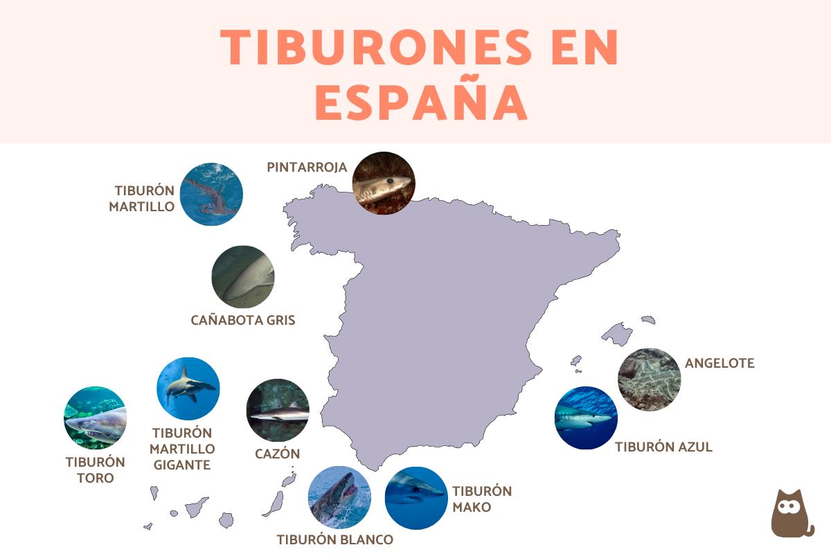 Tiburones en España