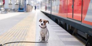 Viajar con perros grandes en Renfe ya es posible: requisitos, precio y cómo funciona el nuevo servicio para canes de hasta 40 kilos
