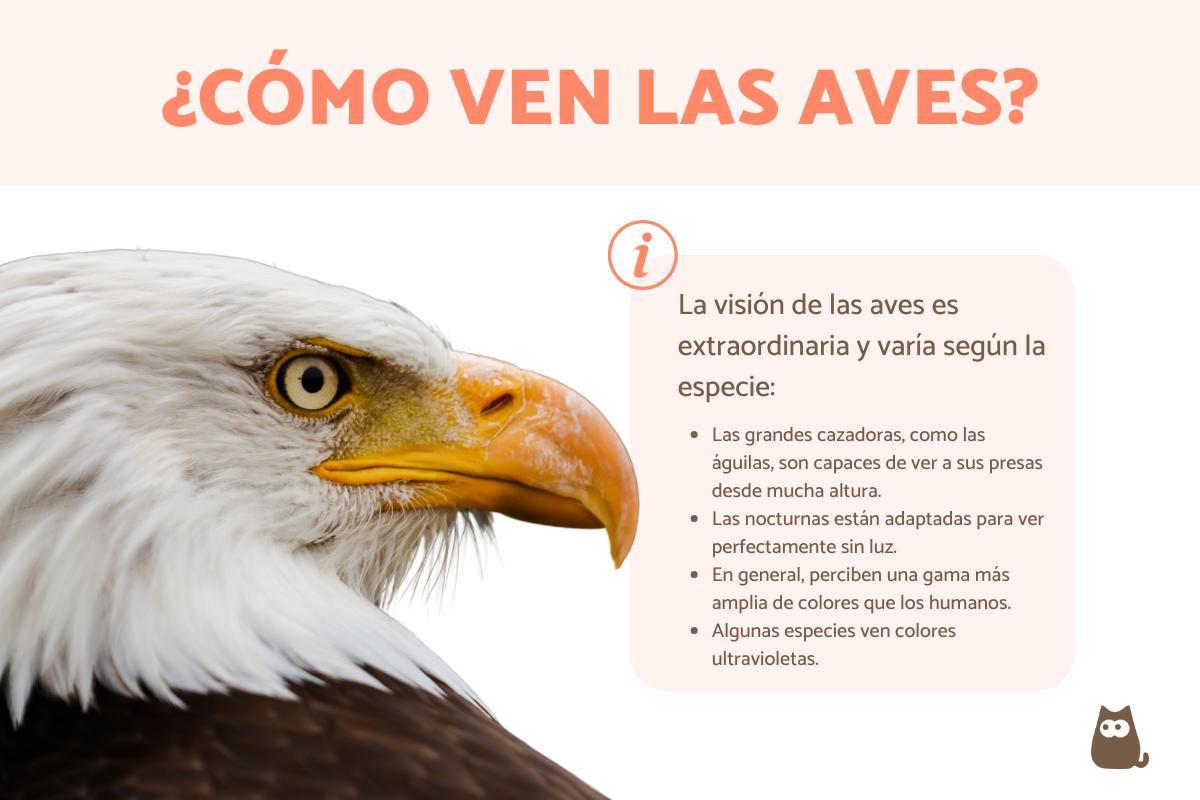 ¿Cómo ven los pájaros?