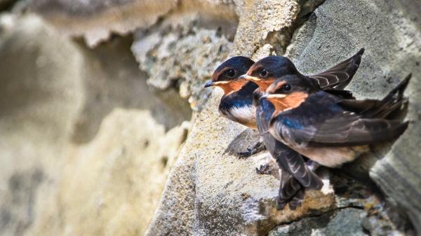 Qué hacer si una cría de golondrina cae del nido: así puedes ayudarla sin ponerla en peligro - Las circunstancias en las que la ayuda humana sí que es fundamental