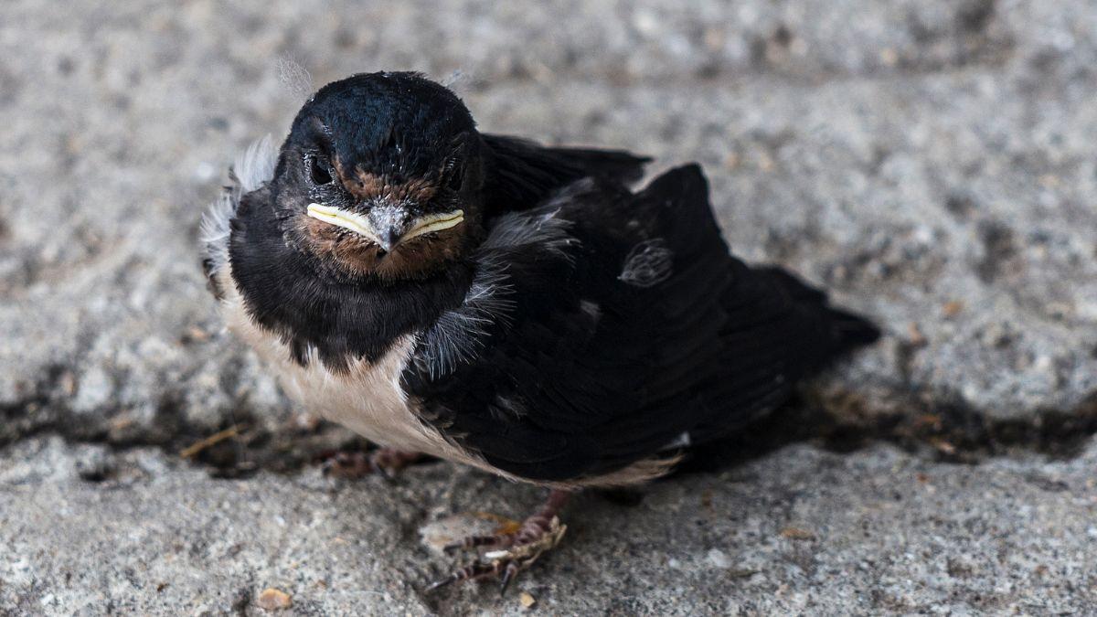 Qué hacer si una cría de golondrina cae del nido: así puedes ayudarla sin ponerla en peligro