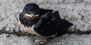 Qué hacer si una cría de golondrina cae del nido: así puedes ayudarla sin ponerla en peligro