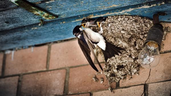 Qué hacer si una cría de golondrina cae del nido: así puedes ayudarla sin ponerla en peligro - Si encontramos un polluelo la mejor opción es devolverlo al nido