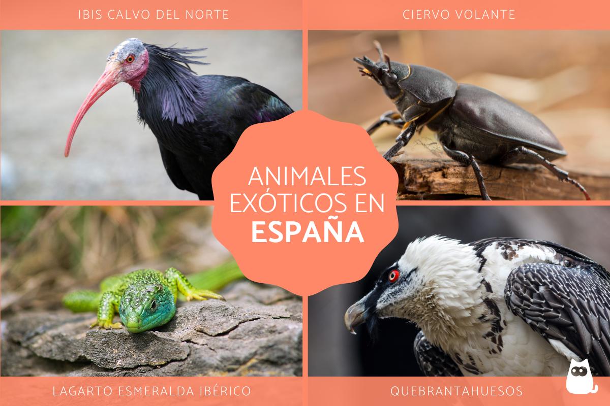 Animales exóticos en España