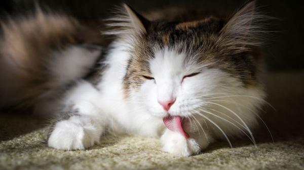 Los veterinarios coinciden: “Los gatos no solo se lamen para acicalarse, lo hacen para calmarse cuando están estresados o sienten dolor” - Así puedes saber si el lamido de tu gato es normal o existe un problema de salud