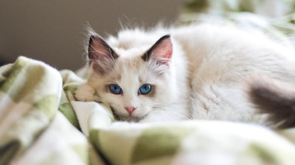 Recomendaciones para cuidar a tu gato este invierno y que no se ponga enfermo - Cuidados para proteger a tu gato del frío en casa