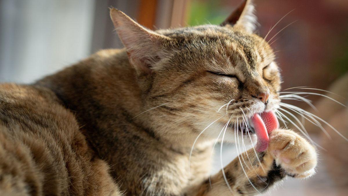 Los veterinarios coinciden: “Los gatos no solo se lamen para acicalarse, lo hacen para calmarse cuando están estresados o sienten dolor”