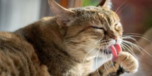 Los veterinarios coinciden: “Los gatos no solo se lamen para acicalarse, lo hacen para calmarse cuando están estresados o sienten dolor”