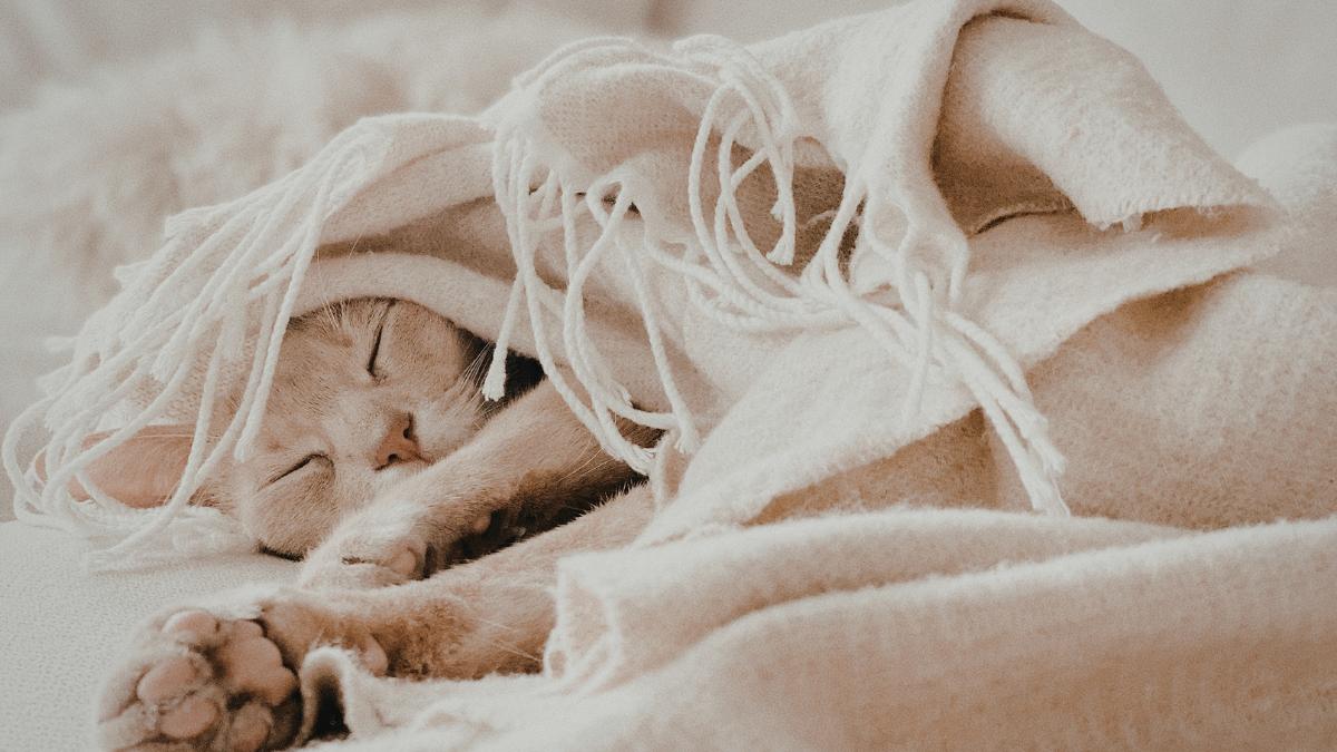 Recomendaciones para cuidar a tu gato este invierno y que no se ponga enfermo