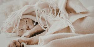 Recomendaciones para cuidar a tu gato este invierno y que no se ponga enfermo