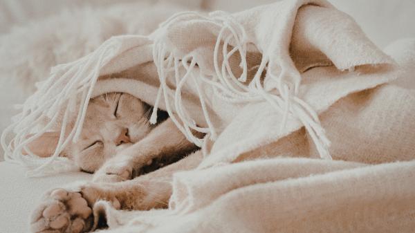 Recomendaciones para cuidar a tu gato este invierno y que no se ponga enfermo