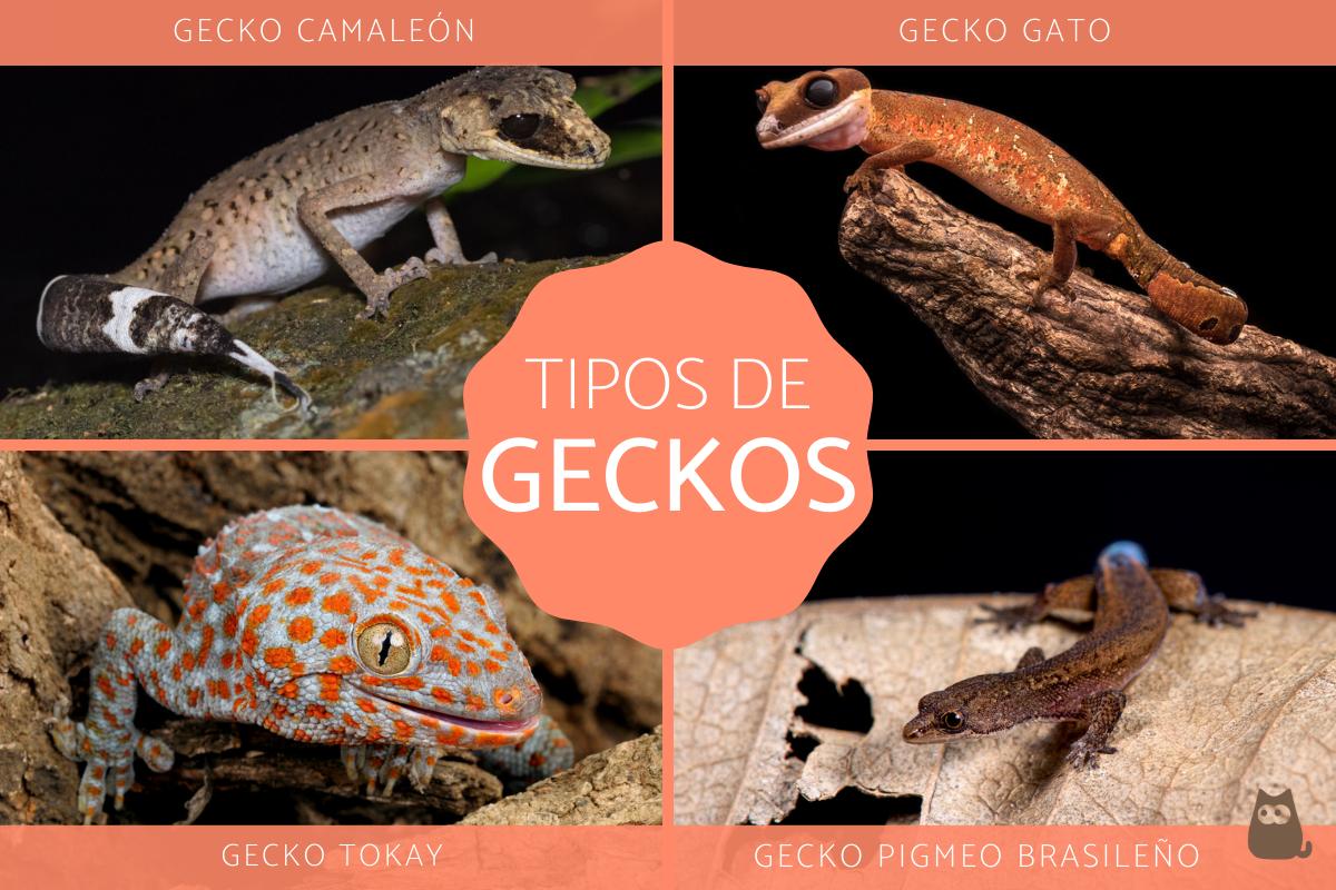 Tipos de geckos