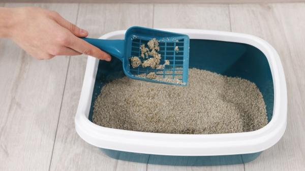 Los errores más habituales que hacen que un gato rechace el arenero según los expertos - Cuando el arenero está sucio, los gatos dicen ''no''