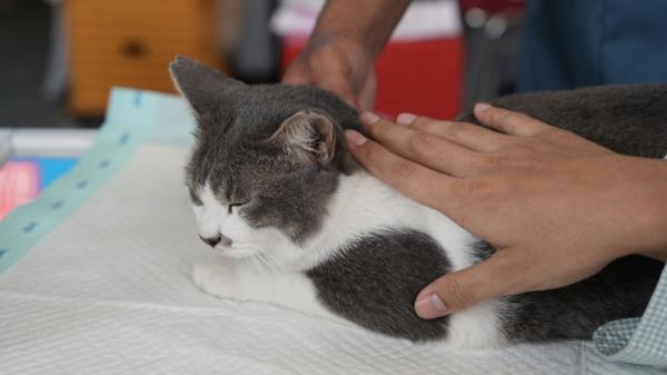 Los errores más habituales que hacen que un gato rechace el arenero según los expertos - Cuando la salud del gato afecta al uso del arenero