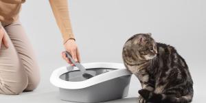 Los errores más habituales que hacen que un gato rechace el arenero según los expertos