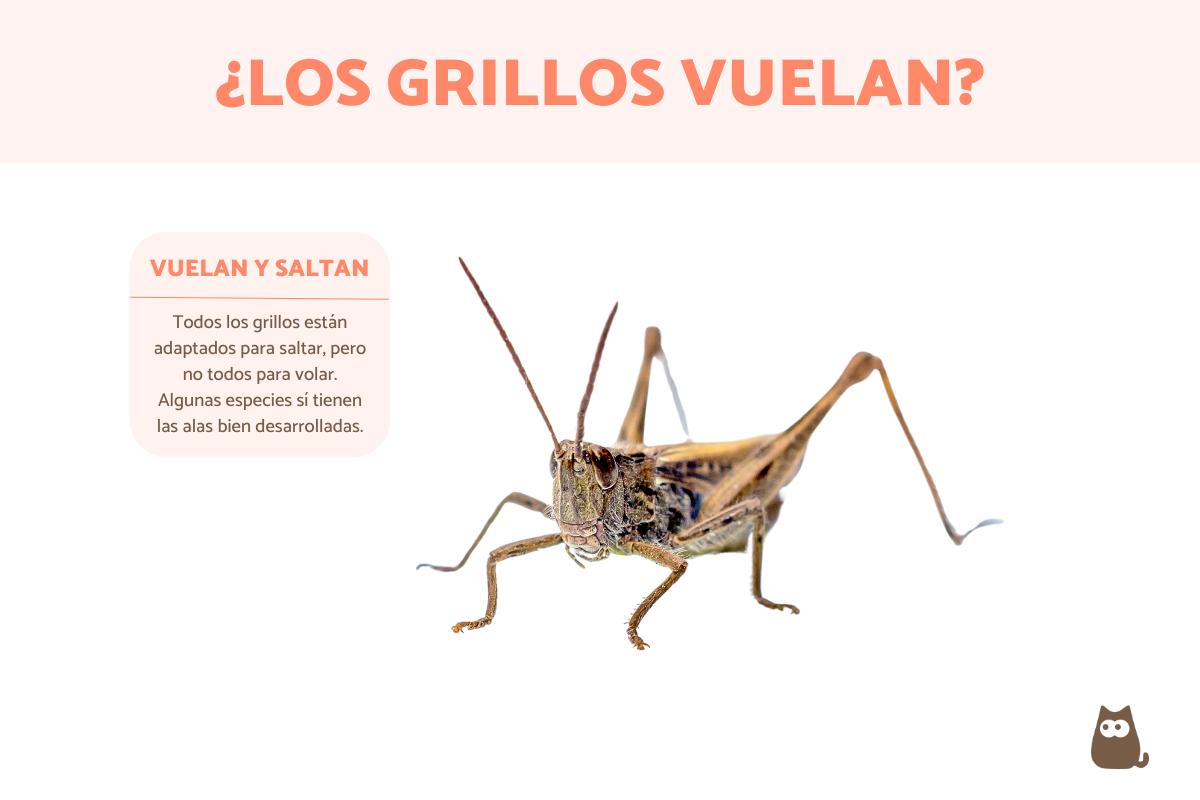 ¿Los grillos vuelan?