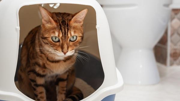 Los errores más habituales que hacen que un gato rechace el arenero según los expertos - No todos los tipos de arenero funcionan para todos los gatos