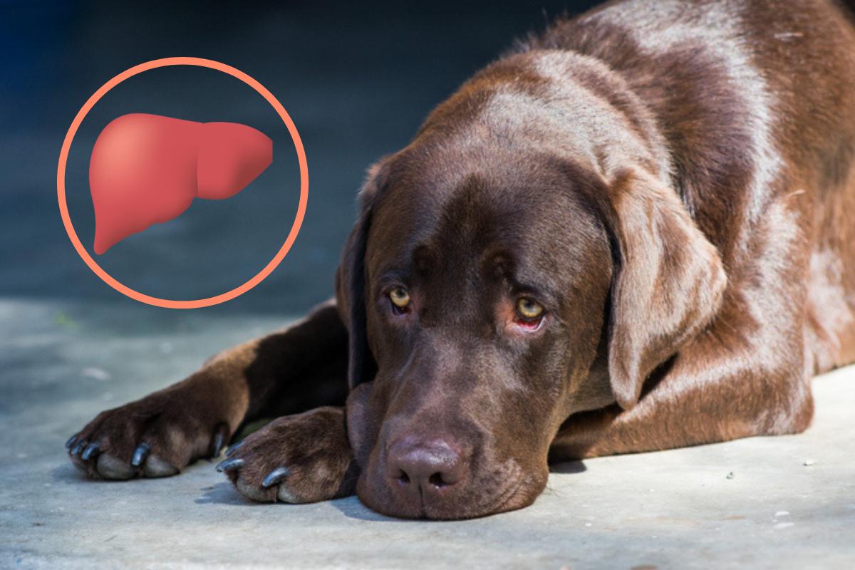 Problemas de hígado en perros - Causas y síntomas