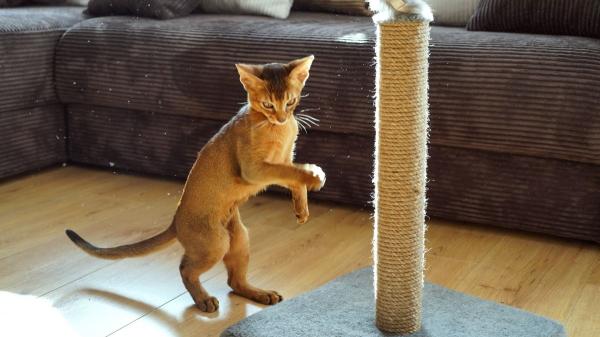 No es solo genética: las cinco razas de gatos más juguetones que parecen auténticos acróbatas de circo - Abisinio: el escalador de élite que calcula cada salto con precisión