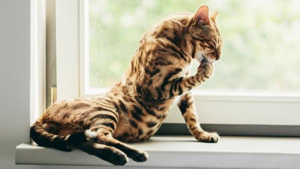 No es solo genética: las cinco razas de gatos más juguetones que parecen auténticos acróbatas de circo - Bengalí: el “pequeño leopardo” que no conoce el cansancio (ni el miedo al agua)