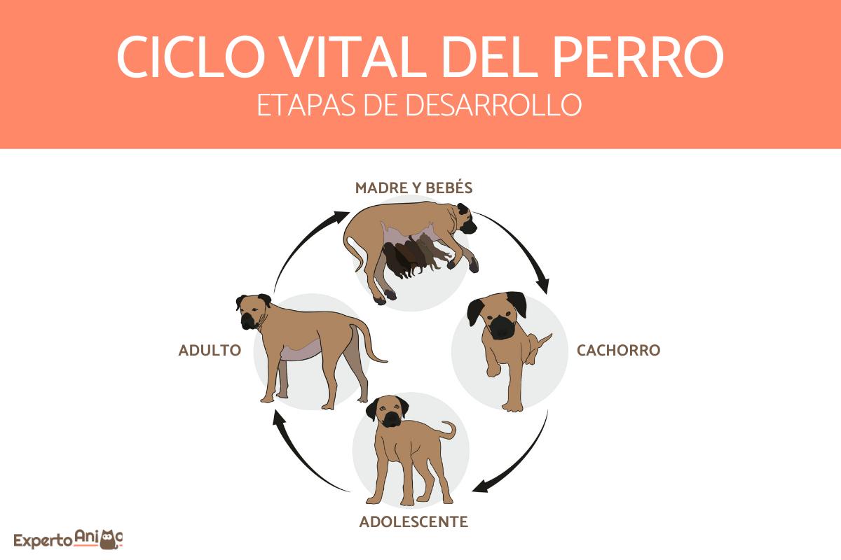 Ciclo de vida de un perro