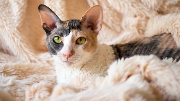 No es solo genética: las cinco razas de gatos más juguetones que parecen auténticos acróbatas de circo - Cornish rex: el “eterno adolescente” de pelo rizado que engaña con su apariencia