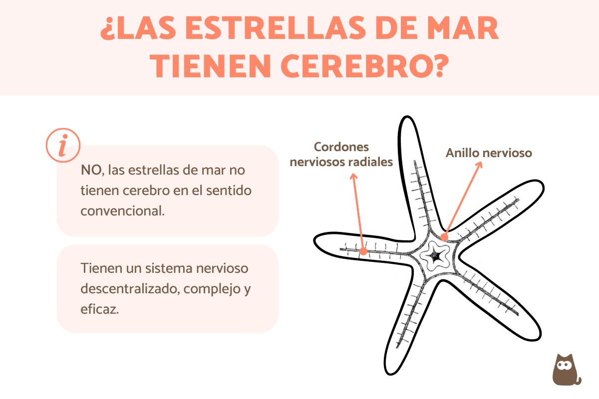 ¿Las estrellas de mar tienen cerebro?