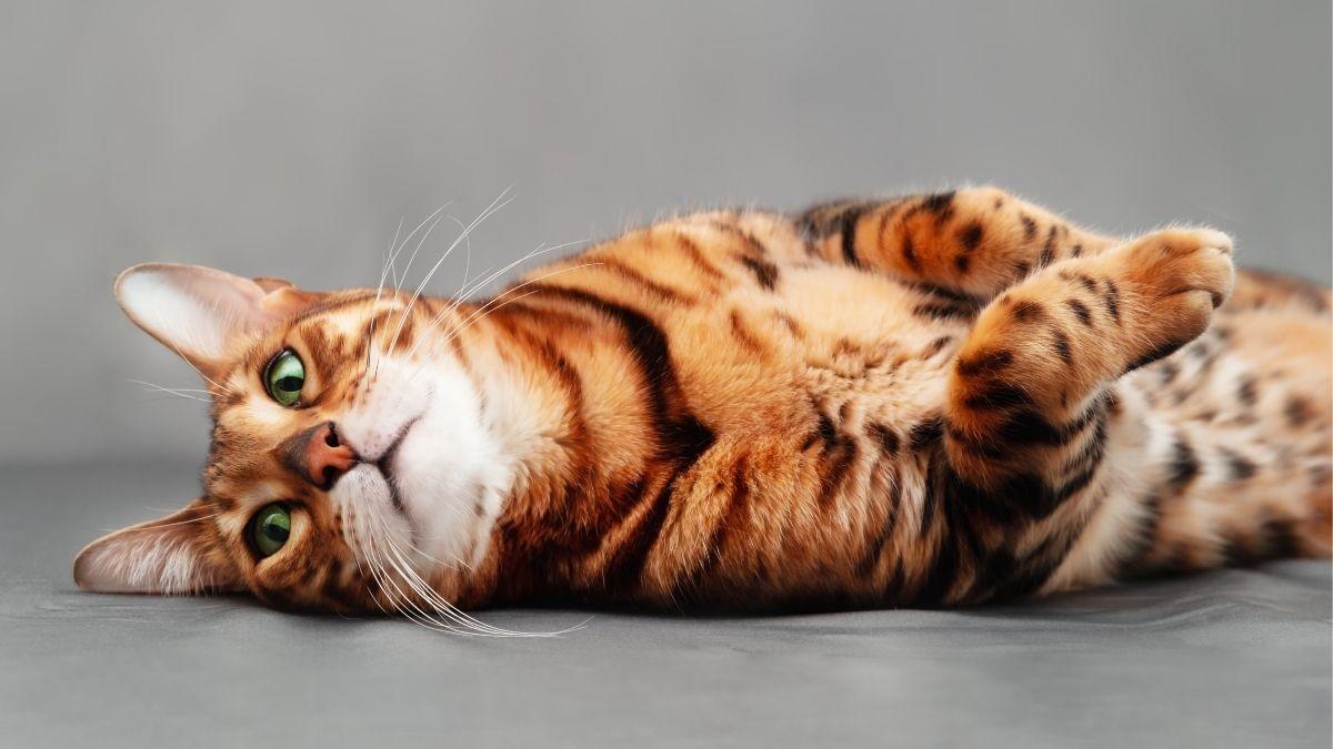 No es solo genética: las cinco razas de gatos más juguetones que parecen auténticos acróbatas de circo