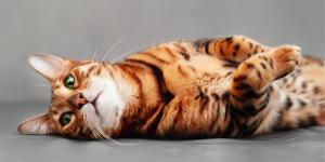 No es solo genética: las cinco razas de gatos más juguetones que parecen auténticos acróbatas de circo