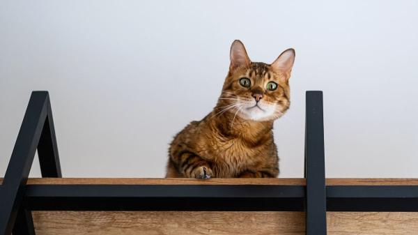 No es solo genética: las cinco razas de gatos más juguetones que parecen auténticos acróbatas de circo - No todo es postureo: la realidad de convivir con un gato juguetón y activo en casa