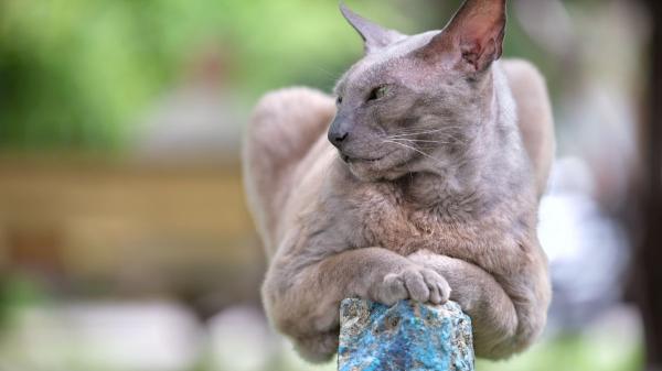 No es solo genética: las cinco razas de gatos más juguetones que parecen auténticos acróbatas de circo - Oriental de pelo corto: el “artista dramático” que convierte tu salón en una sala de teatro