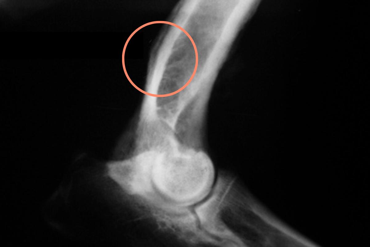 Osteosarcoma en perros - Síntomas y tratamiento
