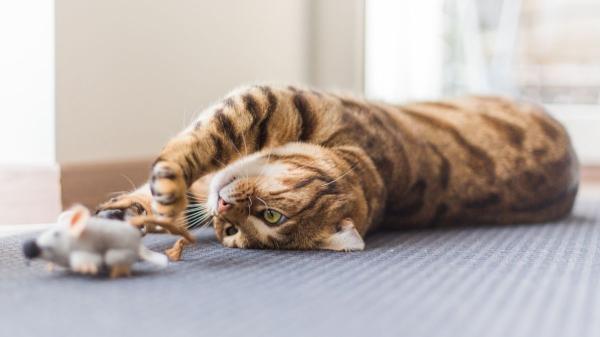 No es solo genética: las cinco razas de gatos más juguetones que parecen auténticos acróbatas de circo - ¿Por qué algunas razas de gatos son más juguetonas y acrobáticas que otras?