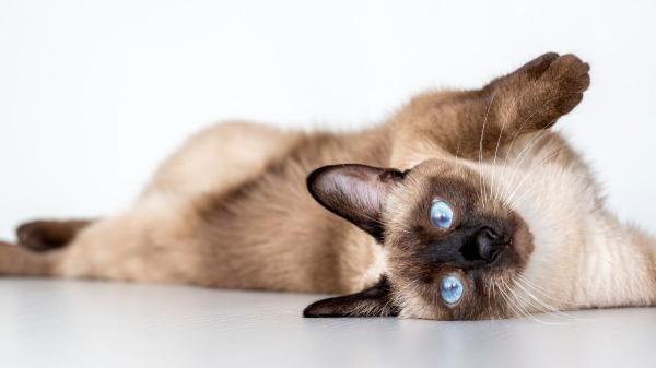 No es solo genética: las cinco razas de gatos más juguetones que parecen auténticos acróbatas de circo - Siamés: el “parlanchín” que rápidamente se convierte en el rey de la casa