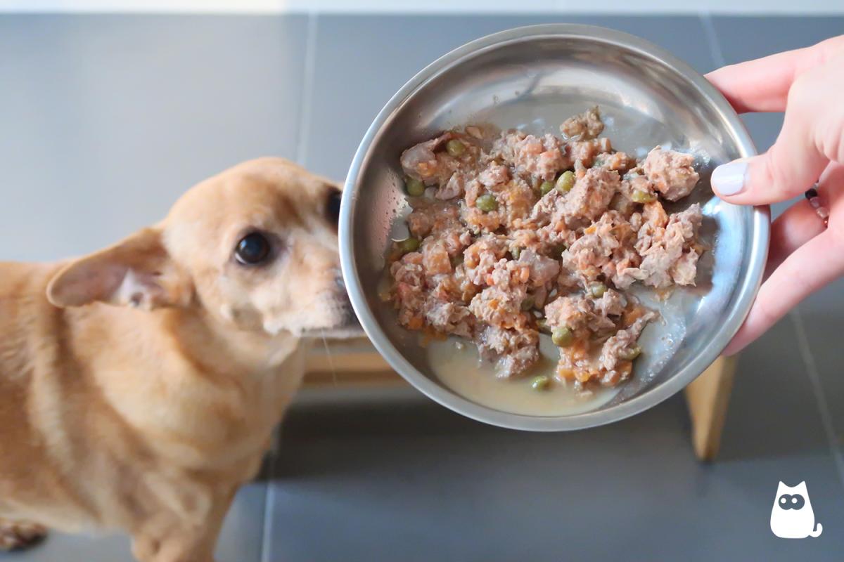 Comida natural para perros: cantidades, recetas y consejos