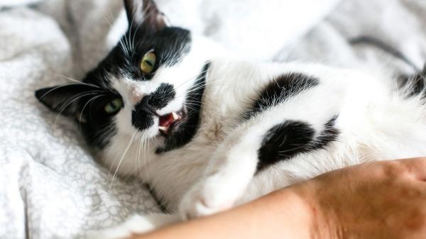 Los expertos en comportamiento felino advierten: estos gestos cotidianos enfurecen a tu gato y pueden estresarlo sin que lo notes - Demasiadas caricias o en el lugar equivocado: zarpazo asegurado