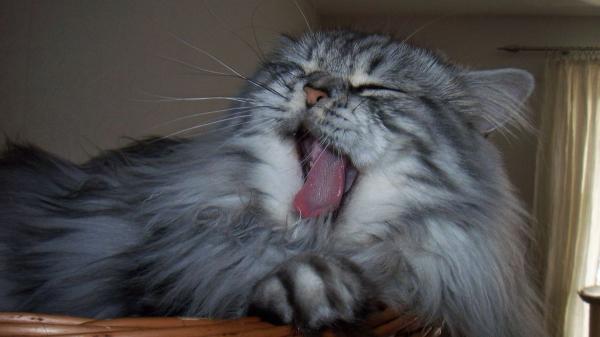 Los expertos en comportamiento felino advierten: estos gestos cotidianos enfurecen a tu gato y pueden estresarlo sin que lo notes - “No hacer nada” también lo enfurece: cómo la falta de estimulación y el aburrimiento afecta a tu gato