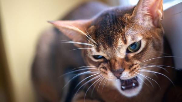 Los expertos en comportamiento felino advierten: estos gestos cotidianos enfurecen a tu gato y pueden estresarlo sin que lo notes - Si ignoras sus señales de estrés, prepárate para el ataque