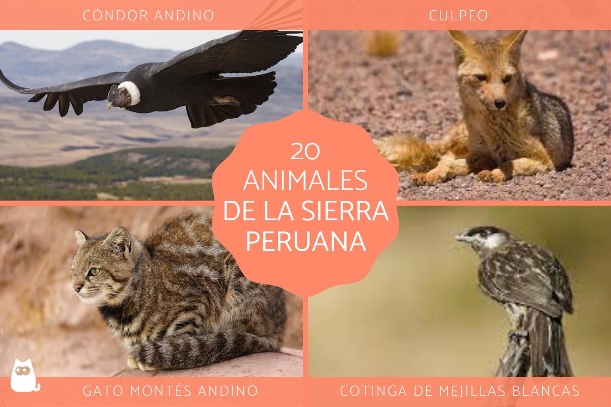 Animales de la sierra peruana