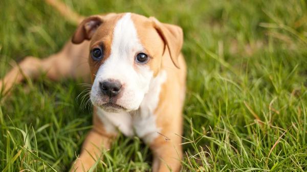 La UE prohíbe cortar orejas y colas a perros y gatos por estética en una ley histórica - La nueva ley europea afectará a perros y gatos de toda la UE
