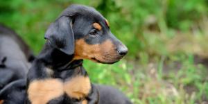 La UE da un paso histórico: prohibido cortar las orejas o la cola de perros y gatos por estética